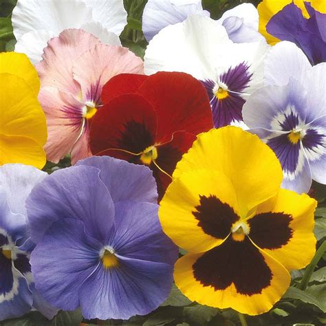 pansyx|pansy plants for sale.